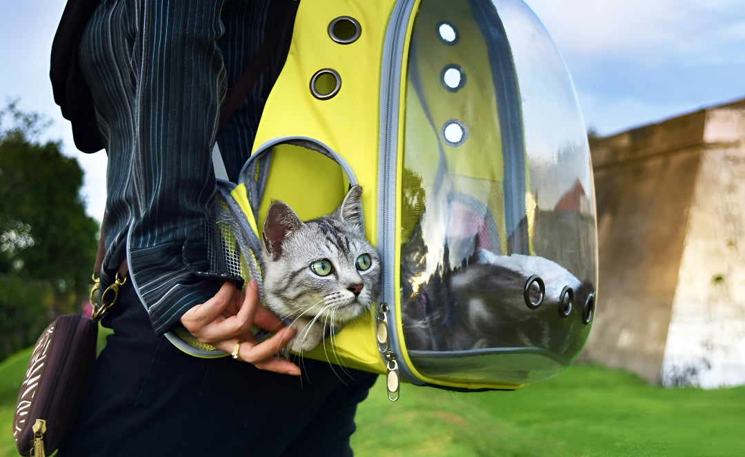 Safe Pet Carriers For Every Journey